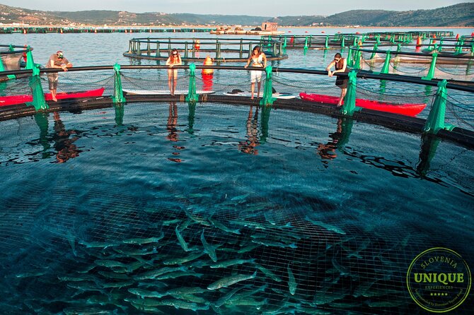 An Unforgettable Day With Fish, Wine and Olive Oil Tasting - Meeting in Portorož at 11:00 am