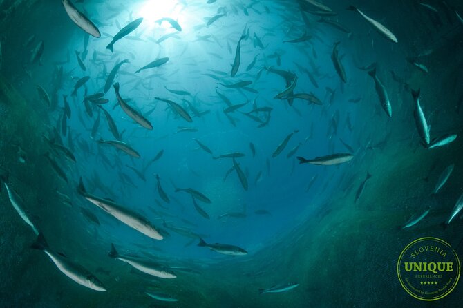 An Unforgettable Day With Fish, Wine and Olive Oil Tasting - Who should book this experience?