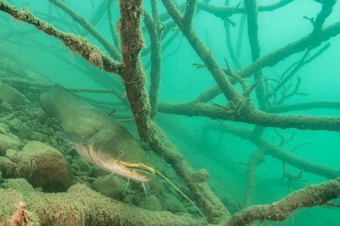 Diving Bled - Key points to know before booking