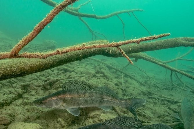 Diving Bled - Fish, timber, and the character of freshwater