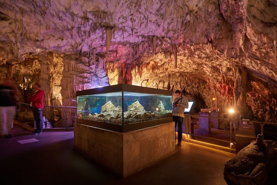 From Ljubljana: Lake Bled & Postojna Cave with Entry Tickets - The morning meeting and van ride