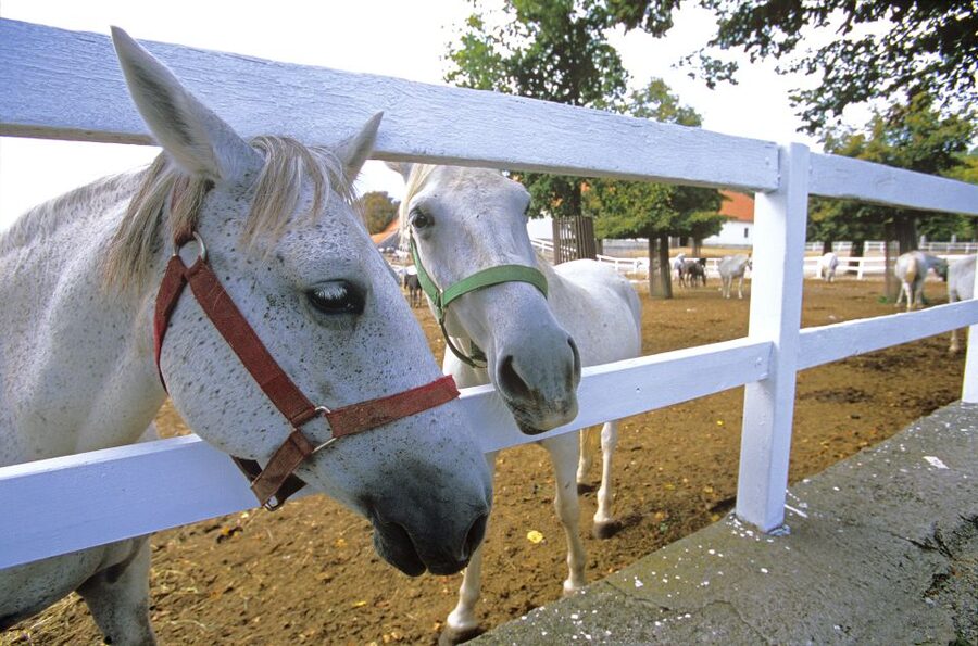 From Ljubljana: Lipica Stud Farm and Piran Full-Day Tour - The road from Lipica to the Adriatic