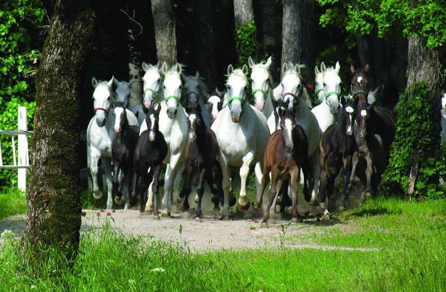 From Ljubljana: Lipica Stud Farm and Piran Full-Day Tour - Should you book the Lipica and Piran tour?
