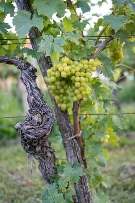 From Ljubljana: Vipava Valley Wine Express Tour - Soce and the old family cellar