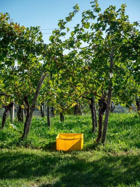 From Ljubljana: Vipava Valley Wine Express Tour - What you will taste with the wine