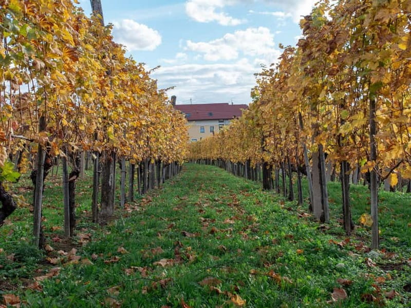 From Ljubljana: Vipava Valley Wine Express Tour - The scenery between the cellars