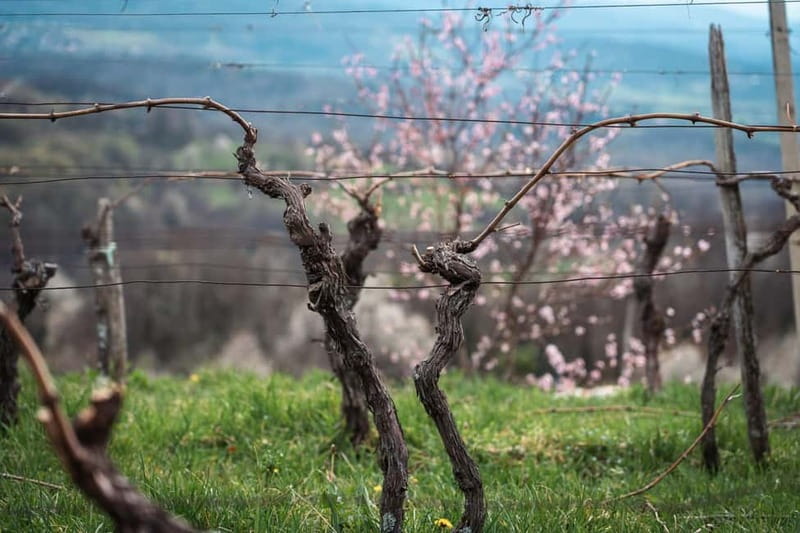 From Ljubljana: Vipava Valley Wine Express Tour - Booking details worth knowing