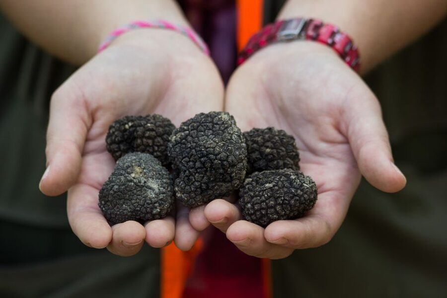 Gažon - Istria: Truffles Hunting & Cooking & Tasting - The 45-minute walk into Istrian truffle country