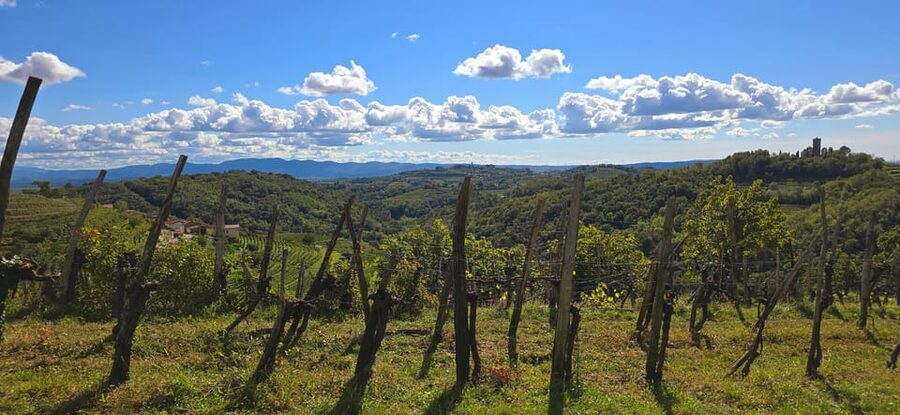 Goriška Brda: Wine Walk and Tasting - Key points to know before booking