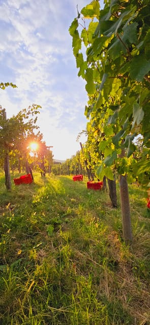 Goriška Brda: Wine Walk and Tasting - Starting at Brestje 12a