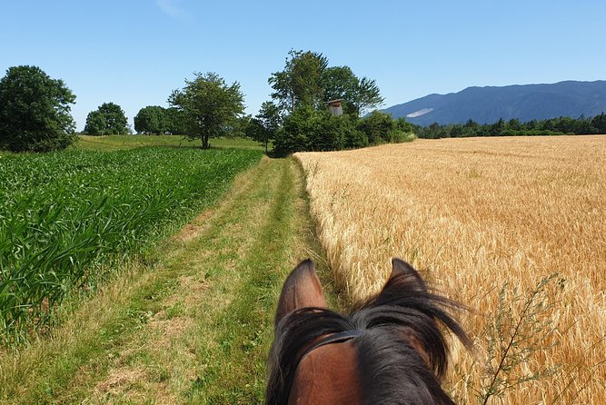 Horseback Riding In Bled - Who will enjoy this ride most?
