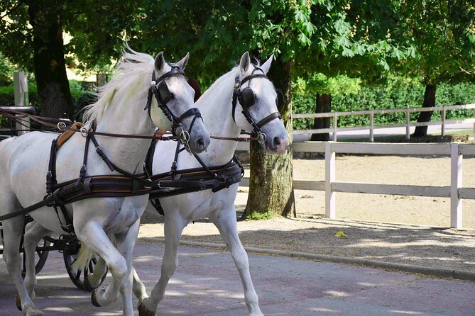 Lipica Stud Farm and Skocjan Caves from Koper - What the guide adds