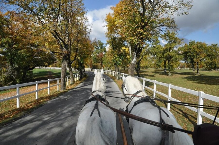Lipica Stud Farm and Škocjan Caves from Trieste - What the strongest parts of the day are