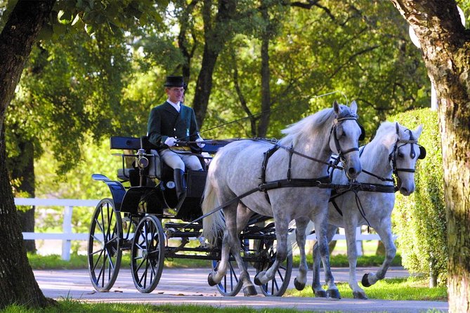 Lipica Stud Farm- Private Experience from Koper - Why Lipica Makes a Good Half-Day Trip from Koper