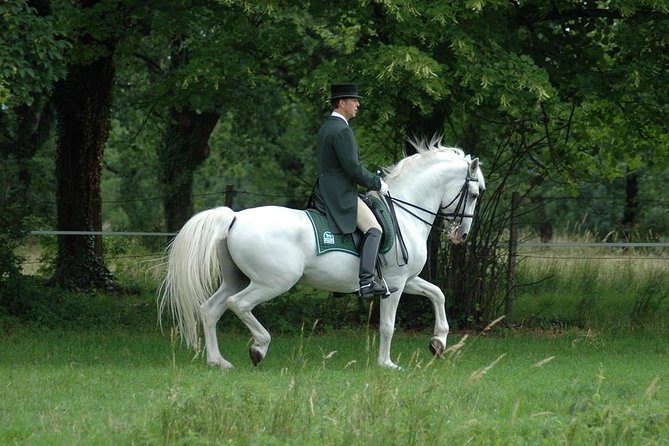 Lipica Stud Farm- Private Experience from Koper - Leaving Koper by Comfortable Private Van