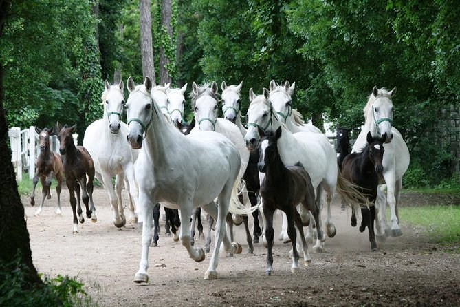Lipica Stud Farm- Private Experience from Koper - Is $707.45 Good Value for Your Group?