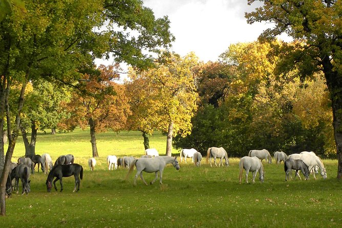 Lipica Stud Farm- Private Experience from Koper - Entering the Lipica Stud Farm
