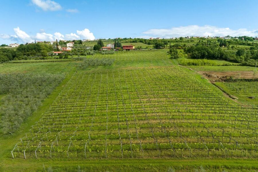 Olive Oil Tasting a Journey of Flavors and Aromas - The Olive Grove Comes First
