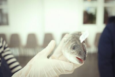 Private Mediterranean Fish Cooking Workshop with Irena
