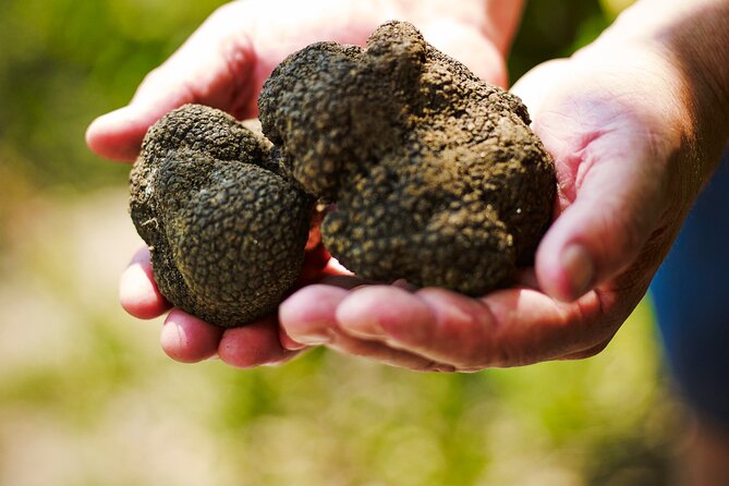 TRUFFLES: Hunting & Tasting in Istria, Slovenia - Why the Small Group Matters