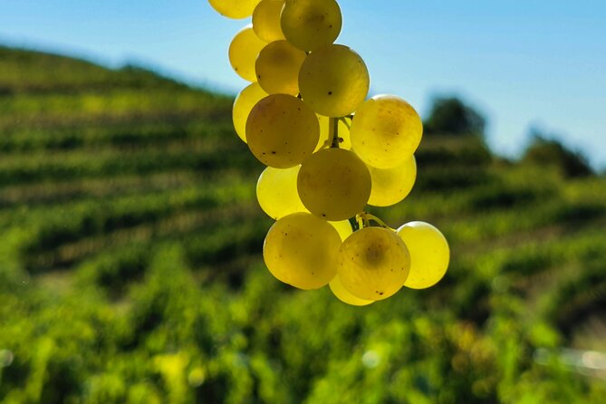 Wine Degustation in the Heart of Slovenian Istria - Four olive oils from the on-site mill