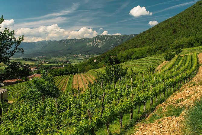 Wine Tasting with Cold Cuts - Six or nine wines, depending on the tasting